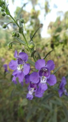 Angelonia angustifolia