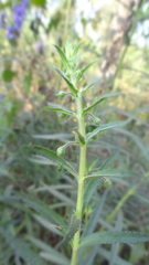 Angelonia angustifolia