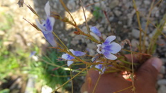 Lindernia hyssopioides