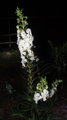 Angelonia angustifolia