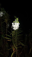 Angelonia angustifolia