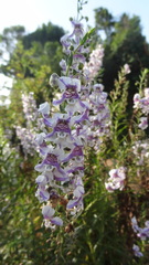Angelonia angustifolia