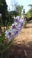 Angelonia angustifolia