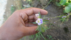 Limnophila indica