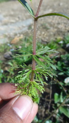 Limnophila indica