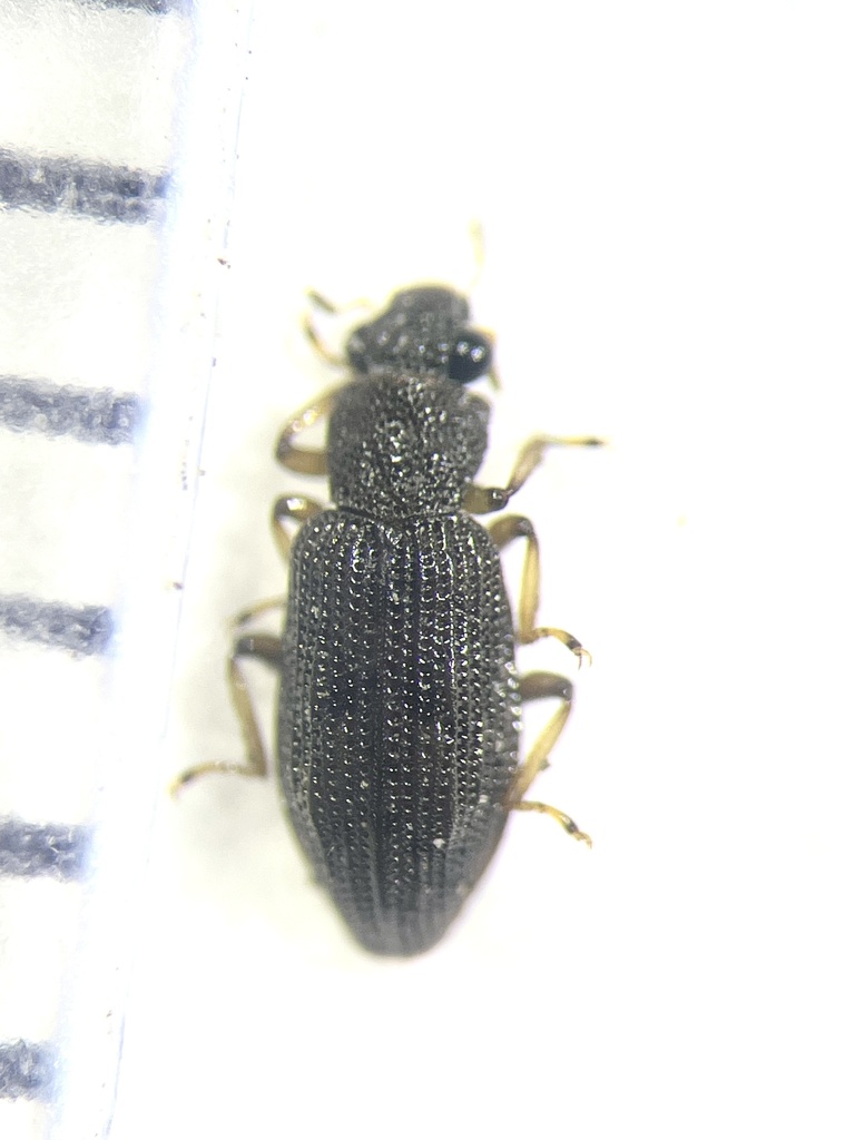 Hydrochus inaequalis