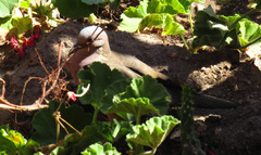Zenaida auriculata
