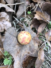 Atrusca quercuscentricola