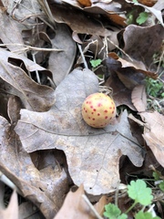 Atrusca quercuscentricola