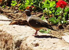 Zenaida auriculata