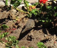 Zenaida auriculata