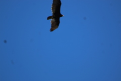 Cathartes aura