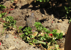 Zenaida auriculata