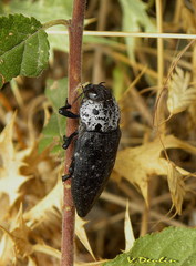 Capnodis tenebrionis