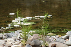 Astianthus viminalis