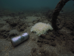 Heteractis