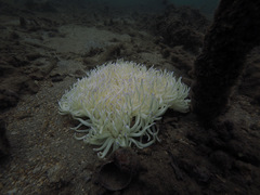 Heteractis