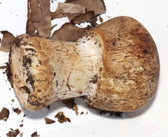 Agaricus perobscurus