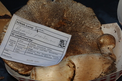 Agaricus perobscurus