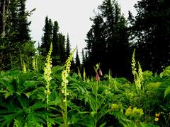 Pedicularis incarnata