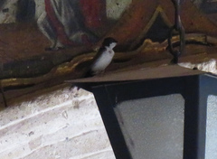 Pygochelidon cyanoleuca