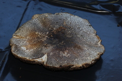 Agaricus perobscurus