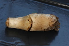 Agaricus perobscurus