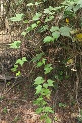 Vitis palmata, photograph (c) hr_dragonfly, some rights reserved (CC BY)