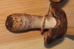 Agaricus fuscofibrillosus
