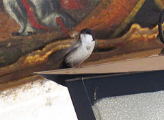Pygochelidon cyanoleuca