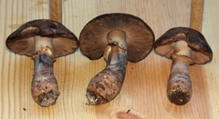 Agaricus fuscofibrillosus