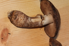Agaricus fuscofibrillosus