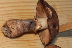 Agaricus fuscofibrillosus