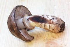 Agaricus fuscofibrillosus
