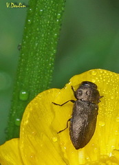 Anthaxia quadripunctata