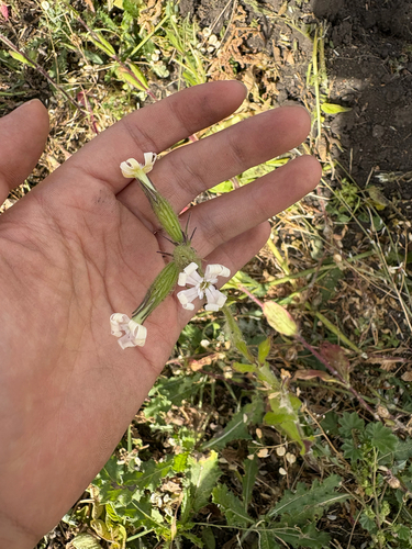 Silene noctiflora iNat (2)