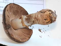 Agaricus fuscofibrillosus