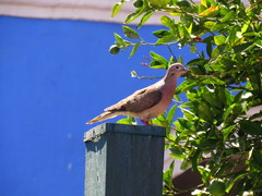 Zenaida auriculata