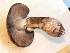 Agaricus fuscofibrillosus