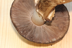 Agaricus fuscofibrillosus