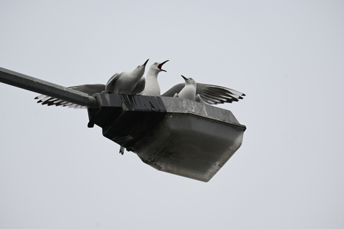 Black-billed Gull｜新西兰黑嘴鸥 参考照片