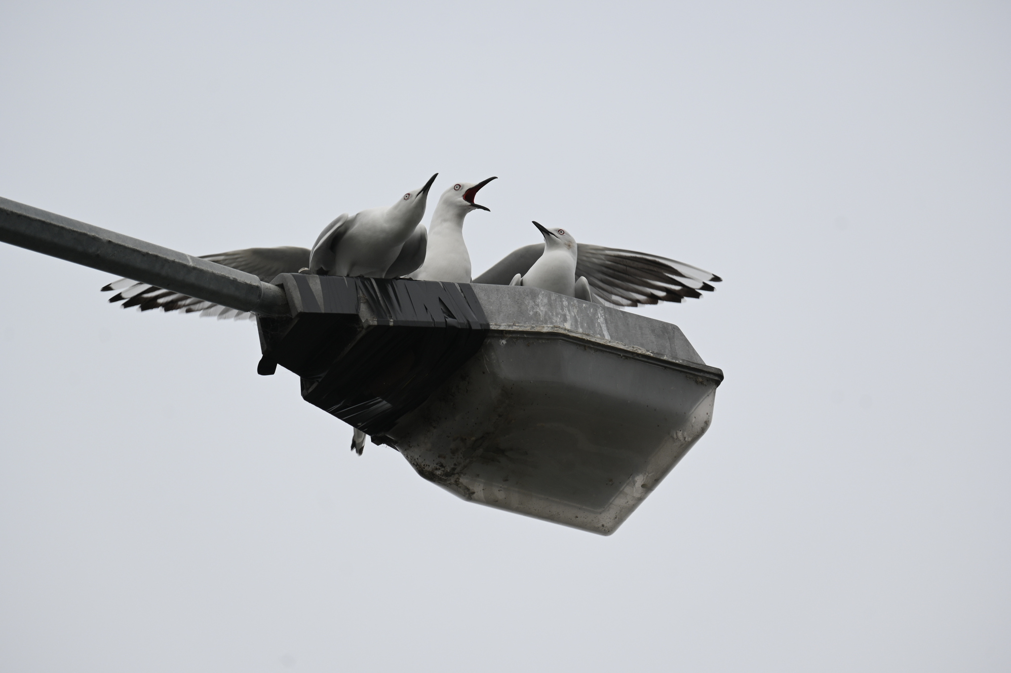 Black-billed Gull illustration