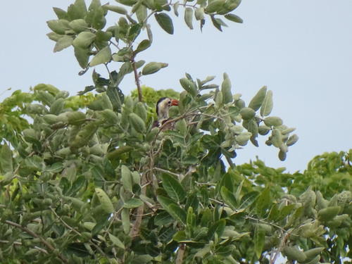 Northern Red-billed Hornbill