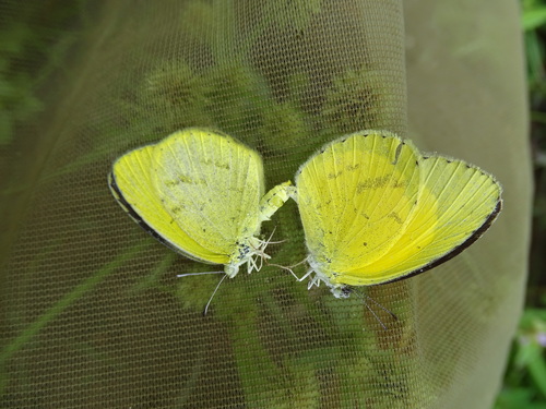 Broad-bordered Grass Yellow