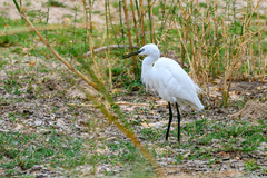 Egretta garzetta garzetta