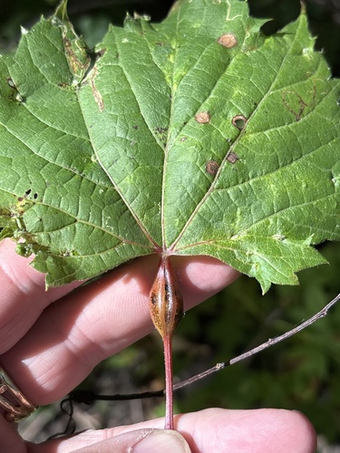 Unknown species found near Springbrook Nature Center, Fridley, MN, US