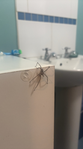 Giant House Spider