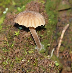 Camarophyllopsis