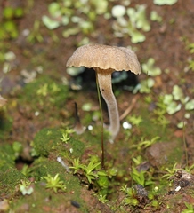 Camarophyllopsis