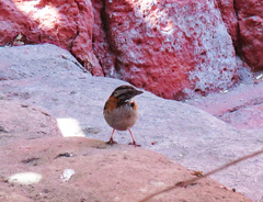 Zonotrichia capensis